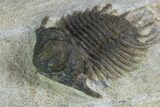 Bumpy Acanthopyge (Lobopyge) Trilobite #100182-2
